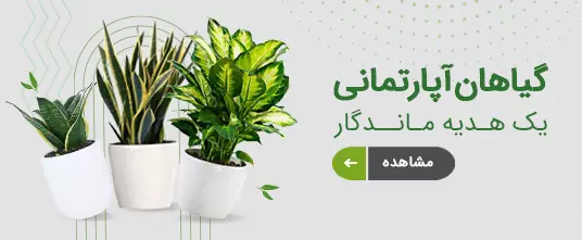 گل اپارتمانی